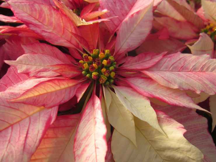 Poinsettia Photo of Poinsettia